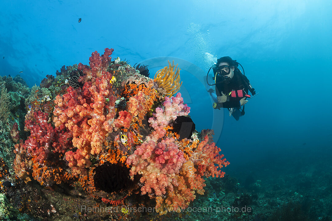 Taucher und Korallenriff, Forgotten Islands, Indonesien