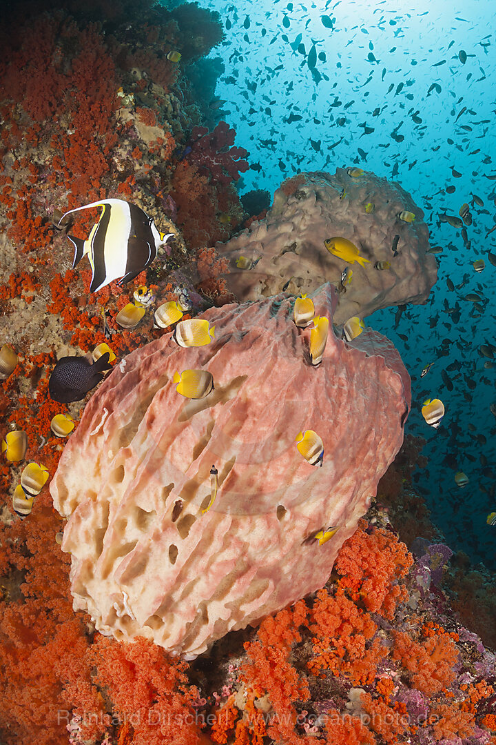 Colored Coral Reef, Forgotten Islands, Indonesia