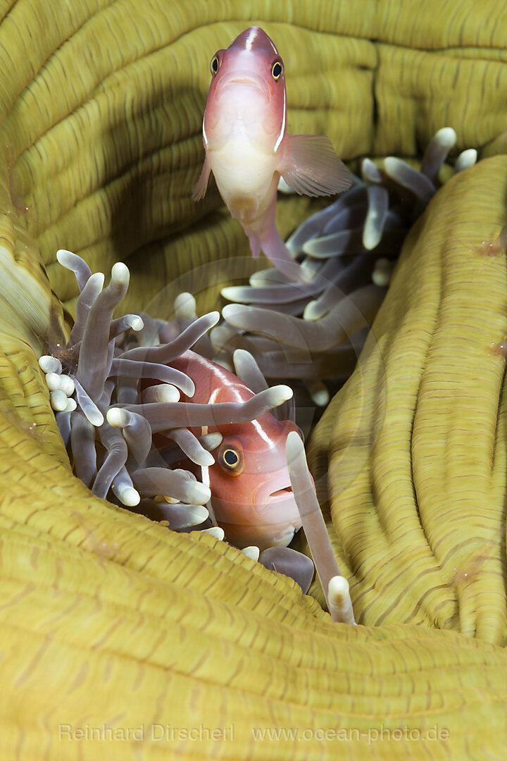 Halsband-Anemonenfisch, Amphiprion perideraion, Forgotten Islands, Indonesien