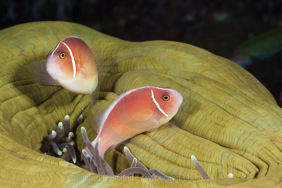 Halsband-Anemonenfisch, Amphiprion perideraion, Forgotten Islands, Indonesien