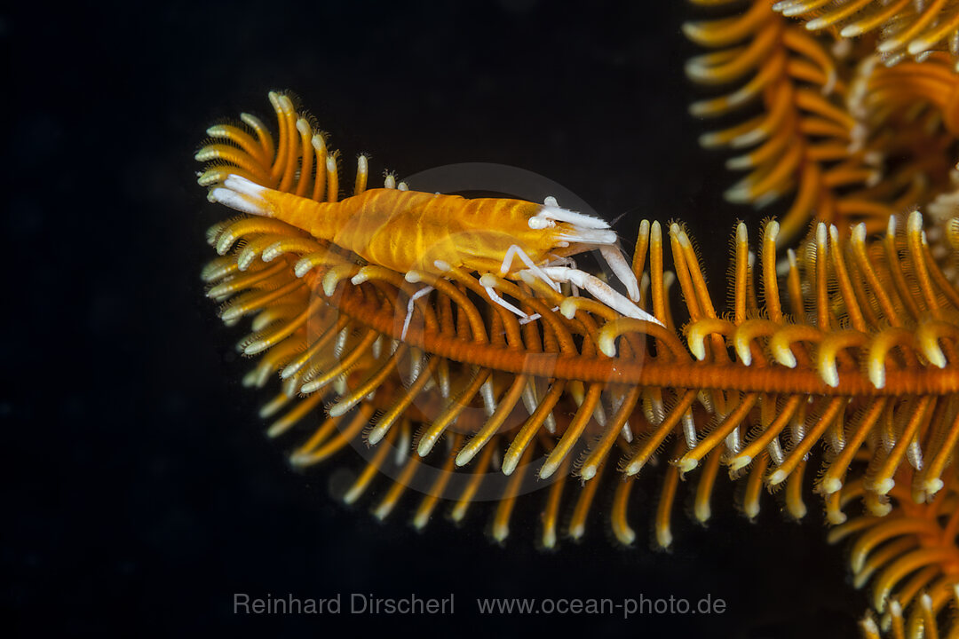 Federstern-Partnergarnele, Periclimenes amboinensis, Forgotten Islands, Indonesien