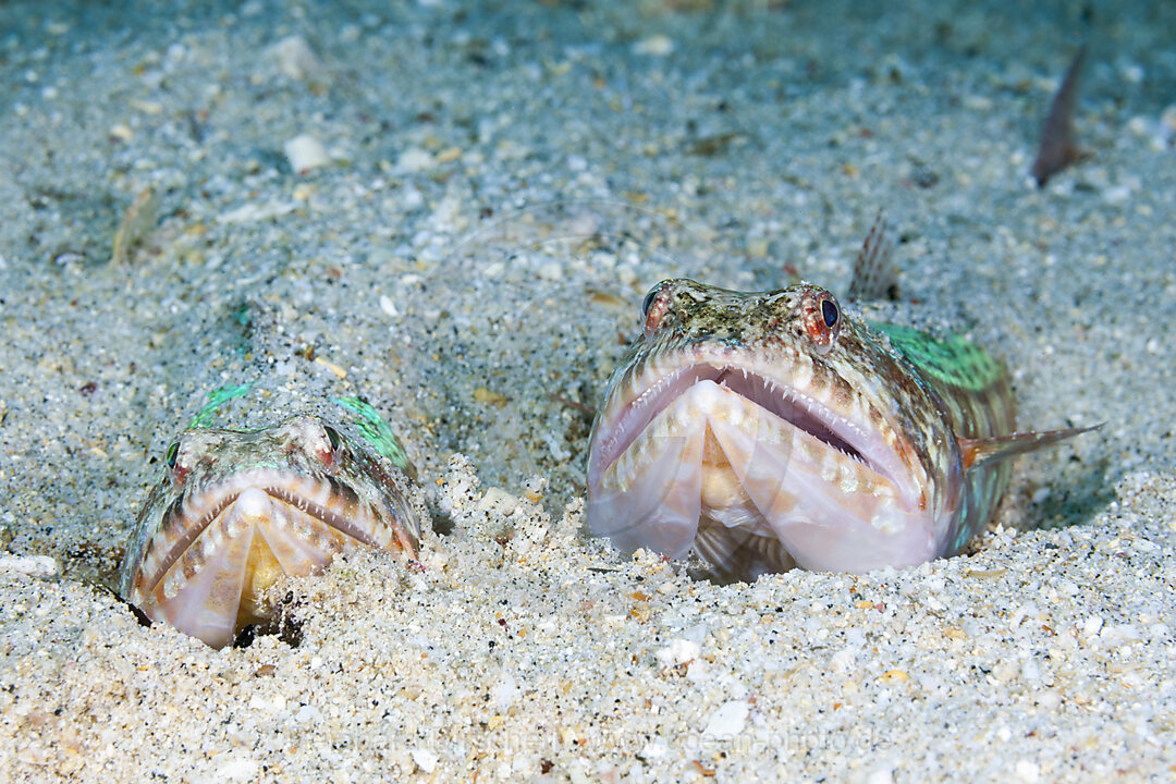 Riff-Eidechsenfisch, Synodus variegatus, Forgotten Islands, Indonesien
