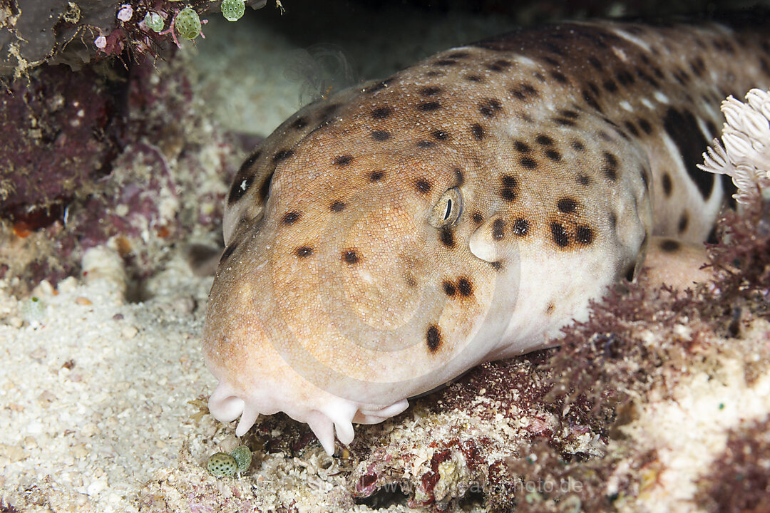 Epaulette Shark, Walking Shark, Hemiscyllium ocellatum, Raja Ampat, West Papua, Indonesia
