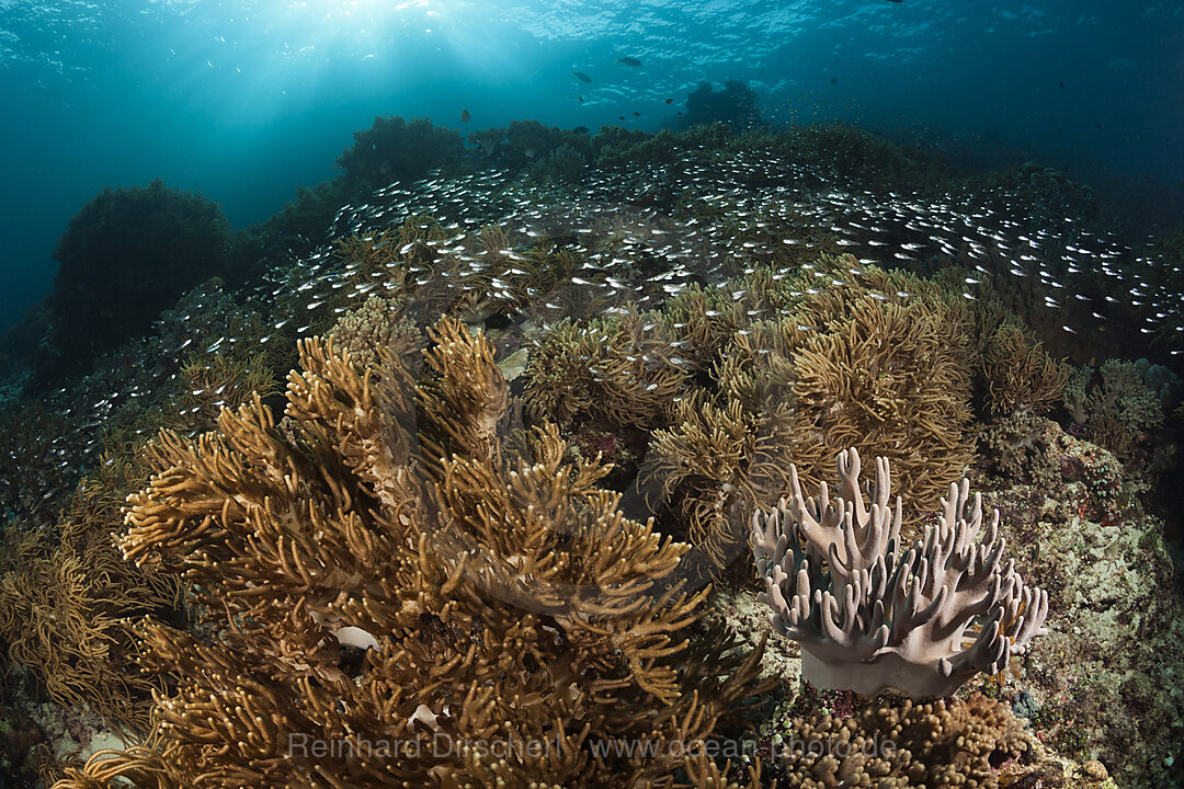 Buntes Korallenriff, Raja Ampat, West Papua, Indonesien