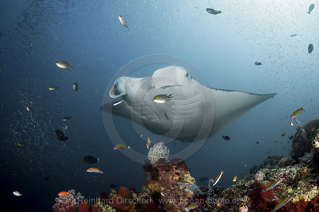 Riff-Manta, Manta alfredi, Raja Ampat, West Papua, Indonesien