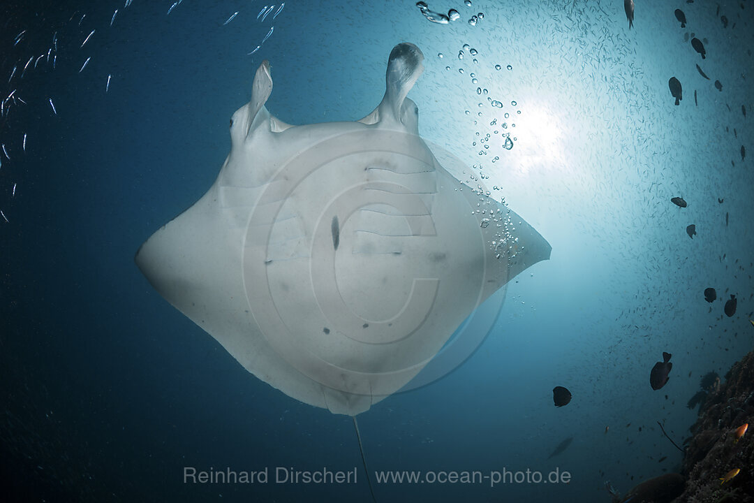 Riff-Manta, Manta alfredi, Raja Ampat, West Papua, Indonesien