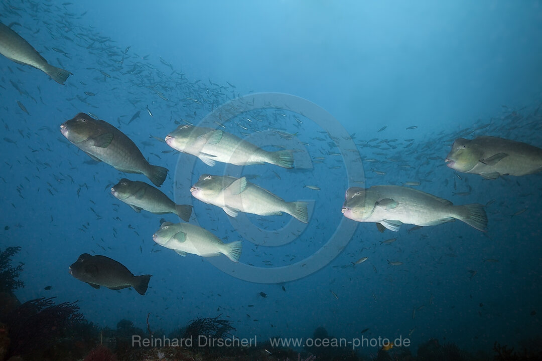 Schwarm Bueffelkopf-Papageifische, Bolbometopon muricatum, Raja Ampat, West Papua, Indonesien