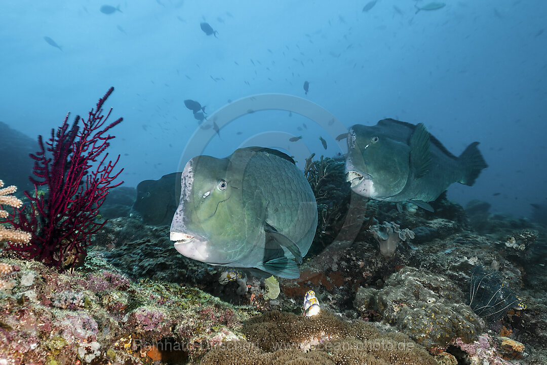 Shoal of Bumphead Parrotfishes, Bolbometopon muricatum, Raja Ampat, West Papua, Indonesia