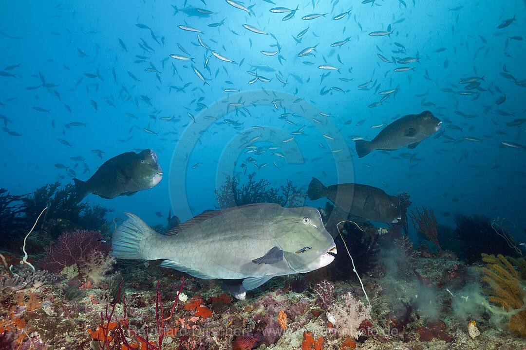 Schwarm Bueffelkopf-Papageifische, Bolbometopon muricatum, Raja Ampat, West Papua, Indonesien