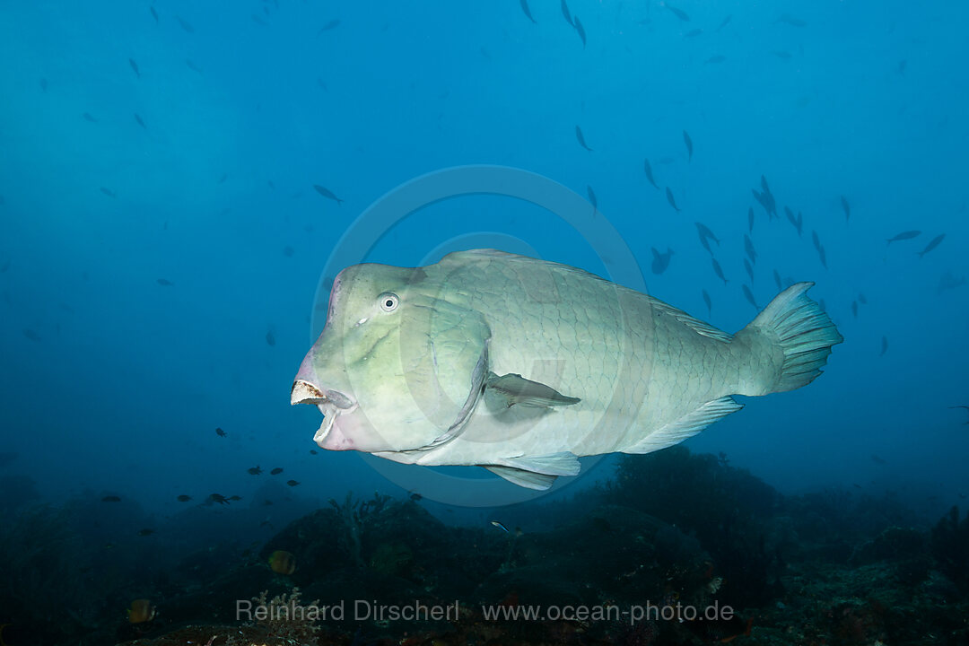 Bueffelkopf-Papageifisch, Bolbometopon muricatum, Raja Ampat, West Papua, Indonesien