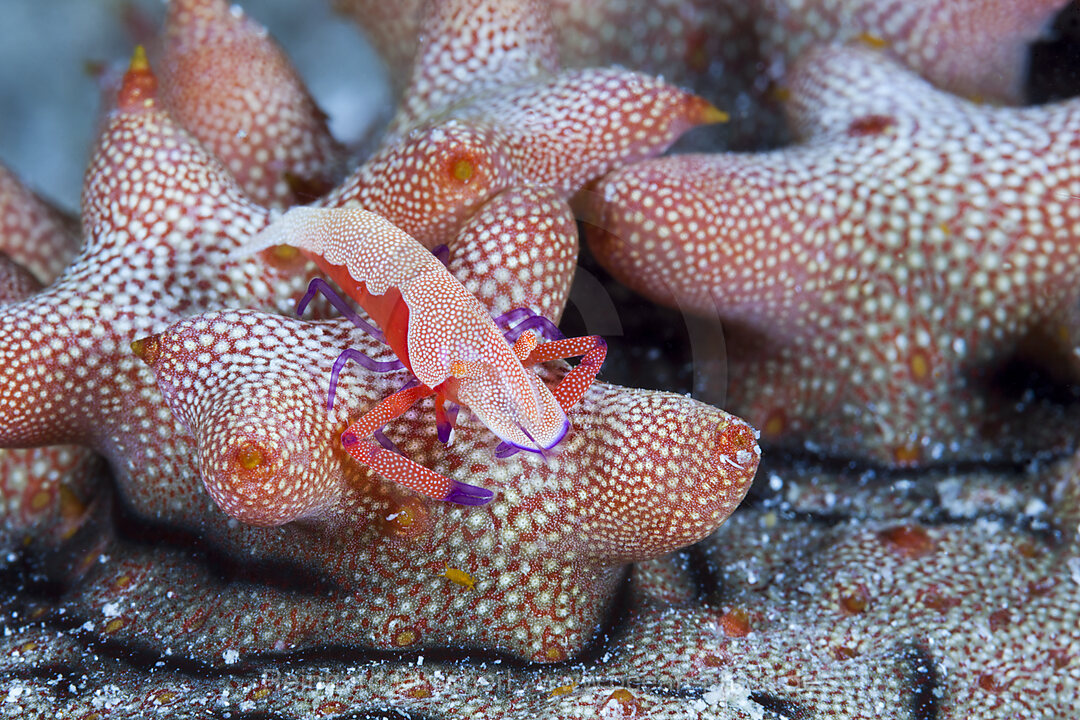 Imperator-Garnele, Periclimenes imperator, Raja Ampat, West Papua, Indonesien