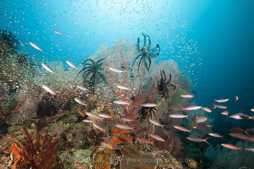 Colored Coral Reef, Raja Ampat, West Papua, Indonesia