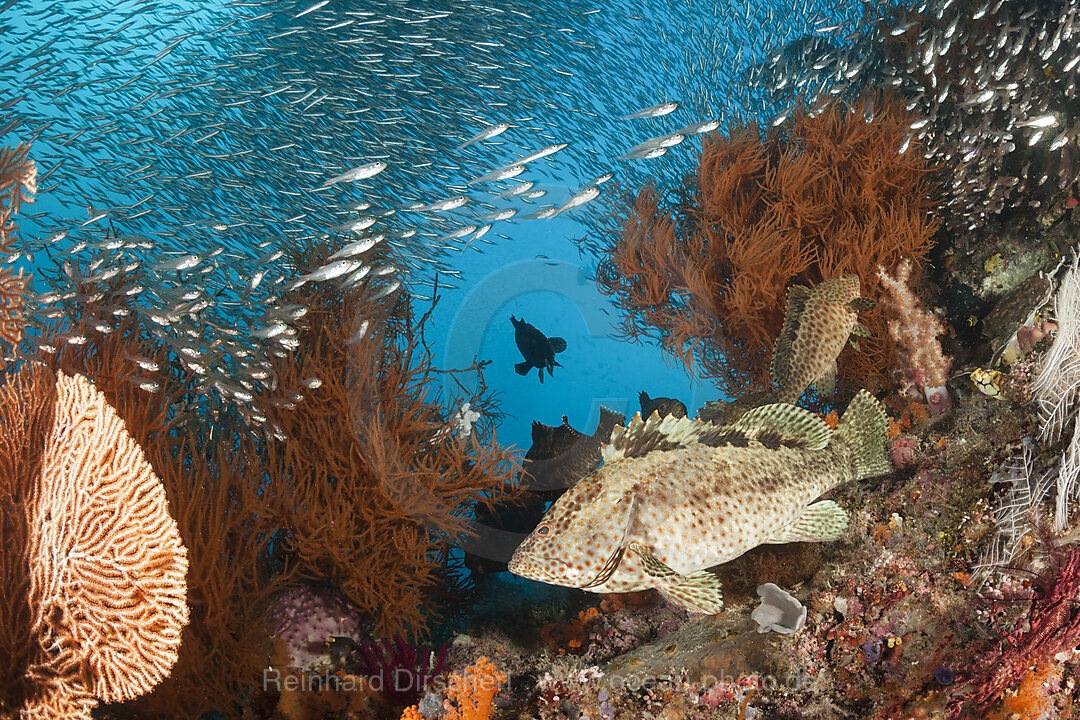 Zackenbarsche im Korallenriff, Epinephelus sp., Raja Ampat, West Papua, Indonesien