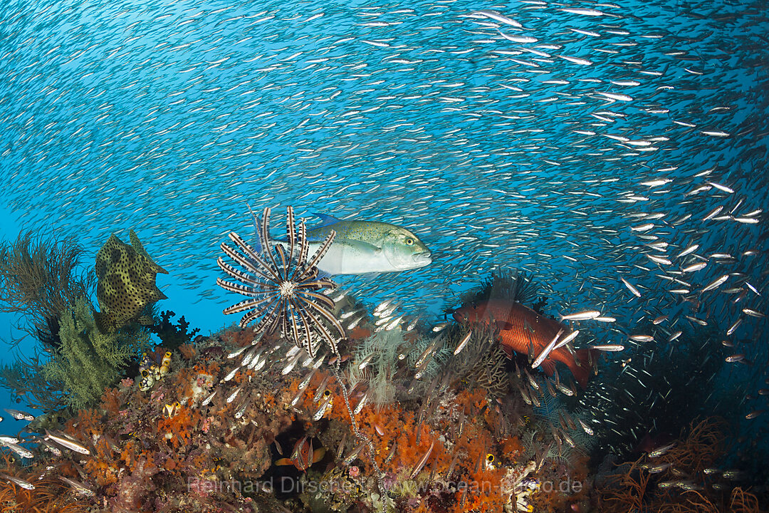 Blauflossen-Stachelmakrele im Korallenriff, Caranx melampygus, Raja Ampat, West Papua, Indonesien