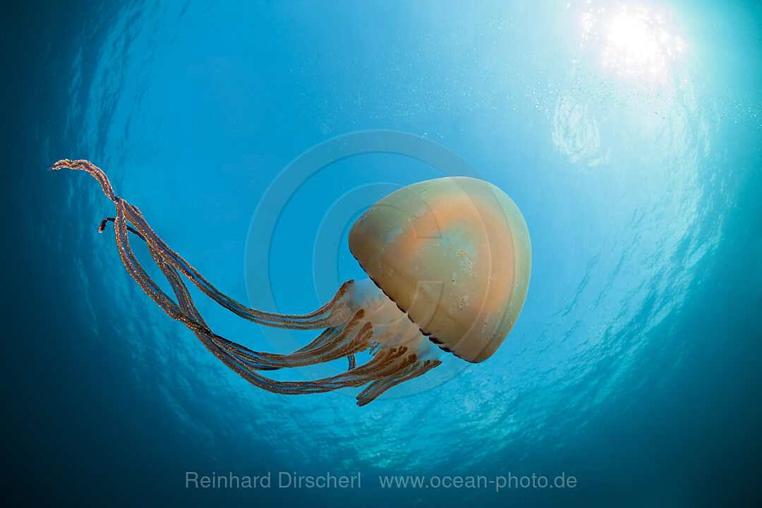 Schirmqualle, Scyphozoa sp., Raja Ampat, West Papua, Indonesien