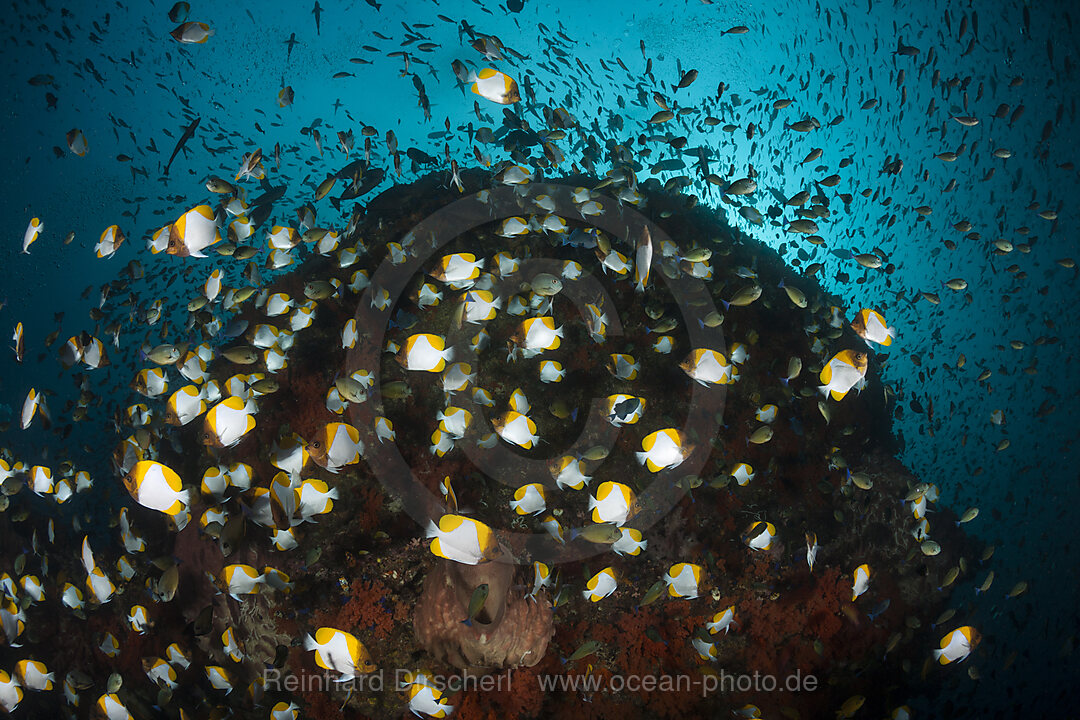 Schwarm Gelbe Pyramiden-Falterfische, Hemitaurichthys polyepis, Banda Neira, Banda See, Indonesien