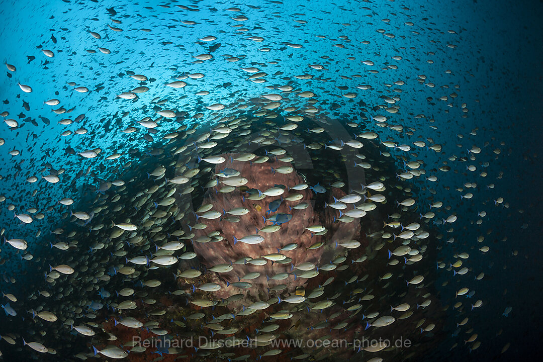 Korallenfische und Korallenriff, Banda Neira, Banda See, Indonesien