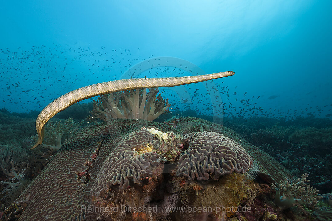 Plattschwanz-Seeschlange, Laticauda semifasciata, Manuk Island, Banda See, Indonesien