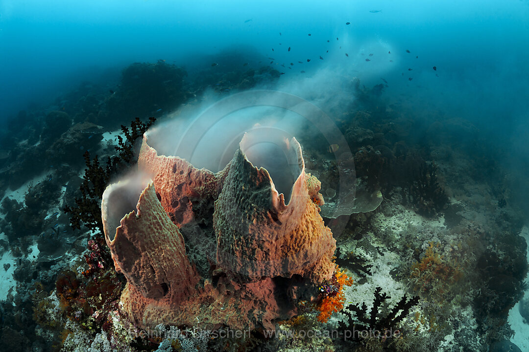 Schwamm laicht ab, Raja Ampat, West Papua, Indonesien