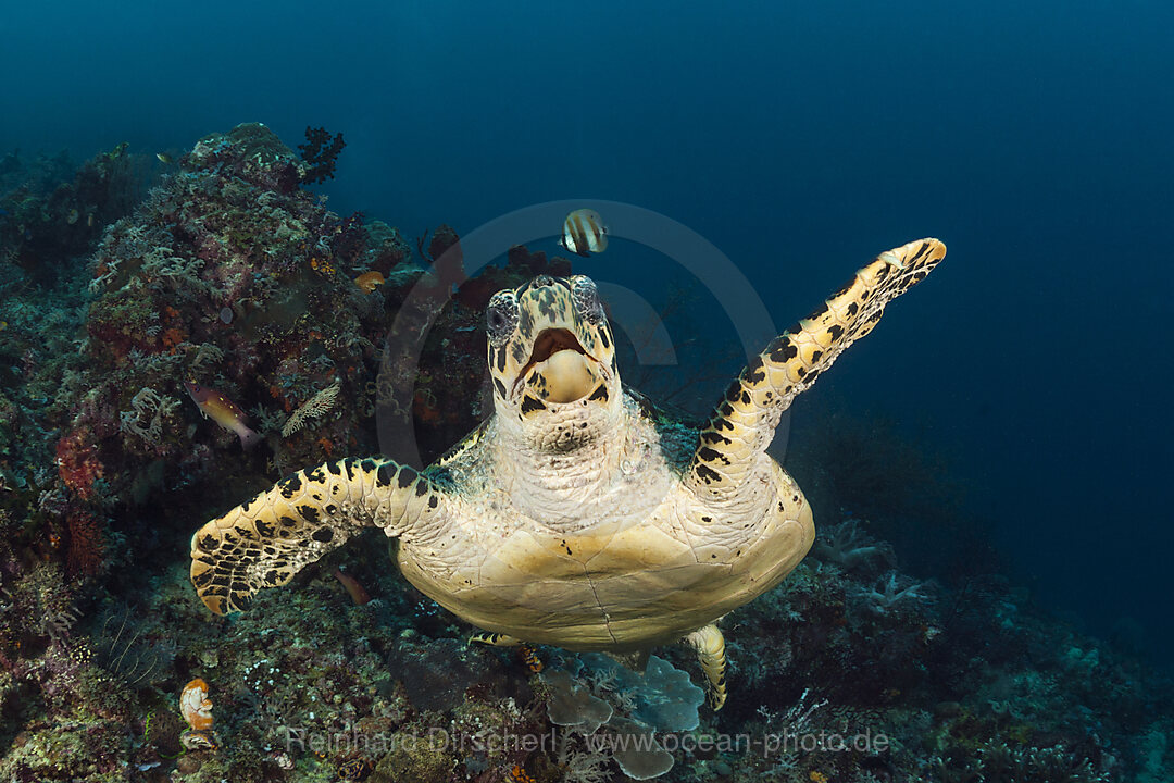 Gruene Meeresschildkroete, Chelonia mydas, Raja Ampat, West Papua, Indonesien