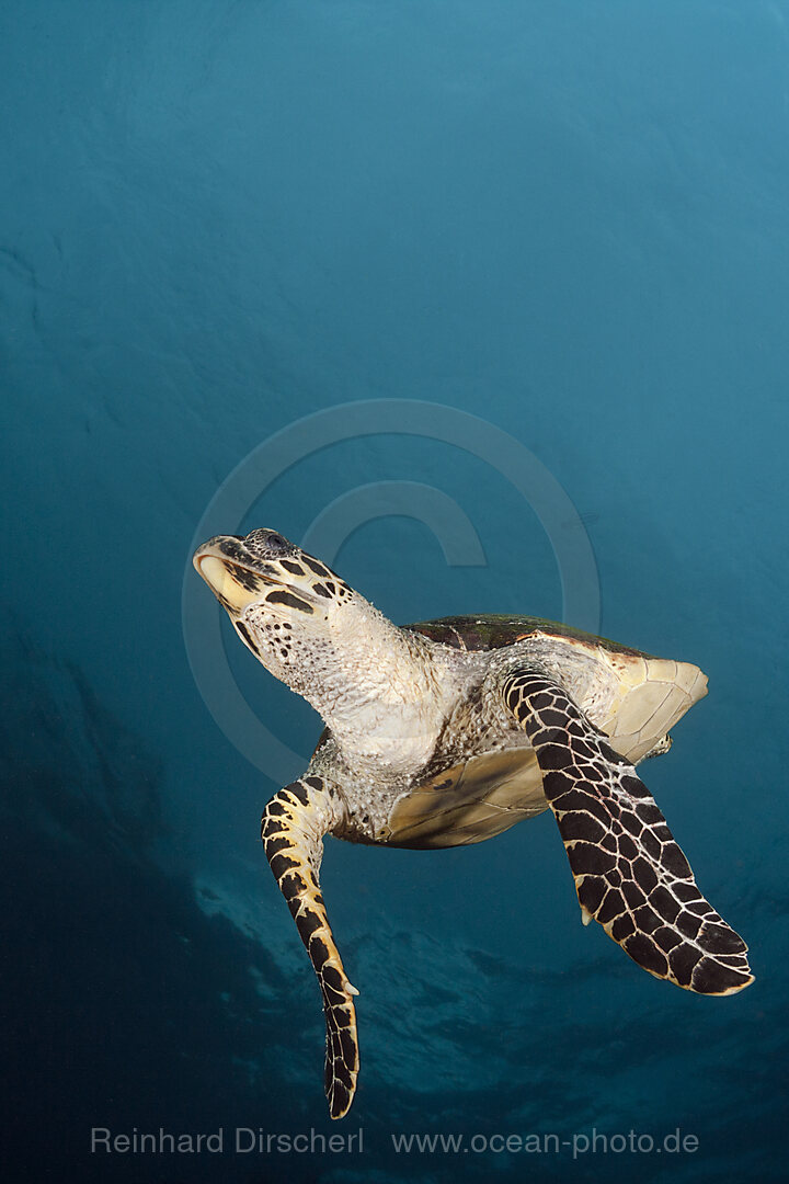 Green Sea Turtle, Chelonia mydas, Raja Ampat, West Papua, Indonesia