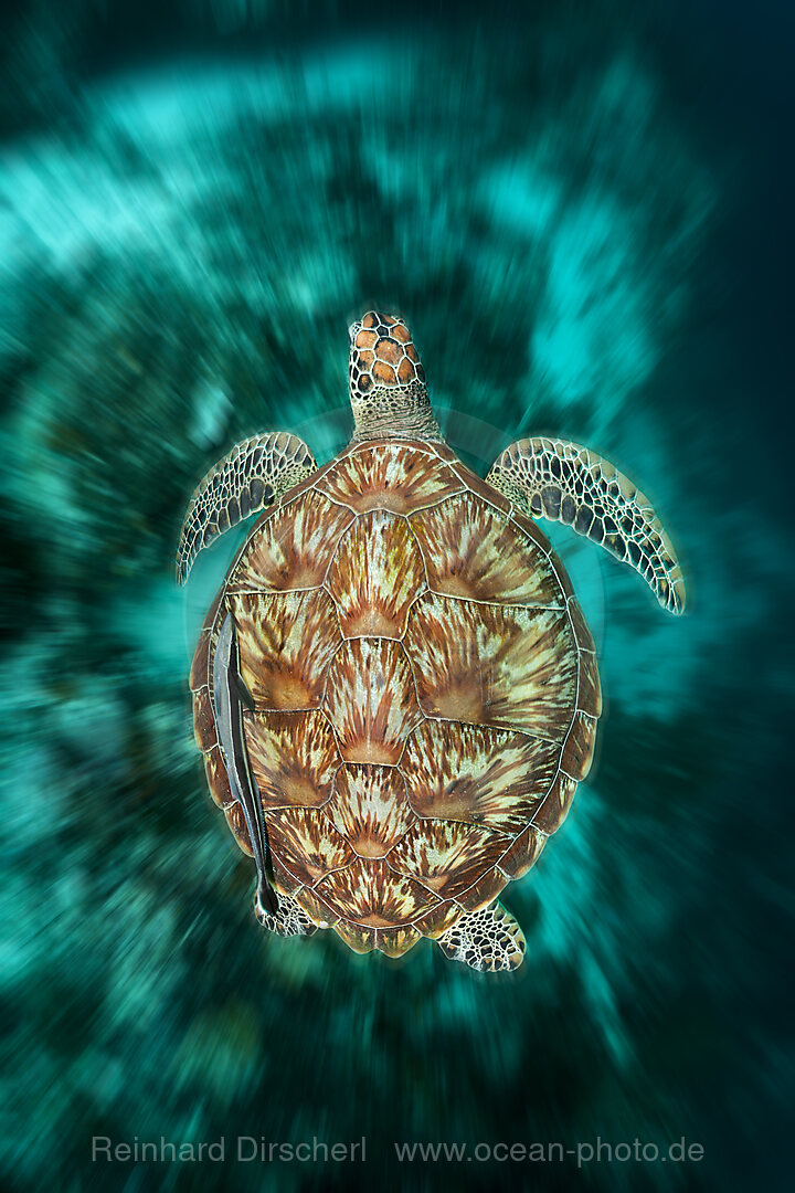 Gruene Meeresschildkroete, Chelonia mydas, Raja Ampat, West Papua, Indonesien