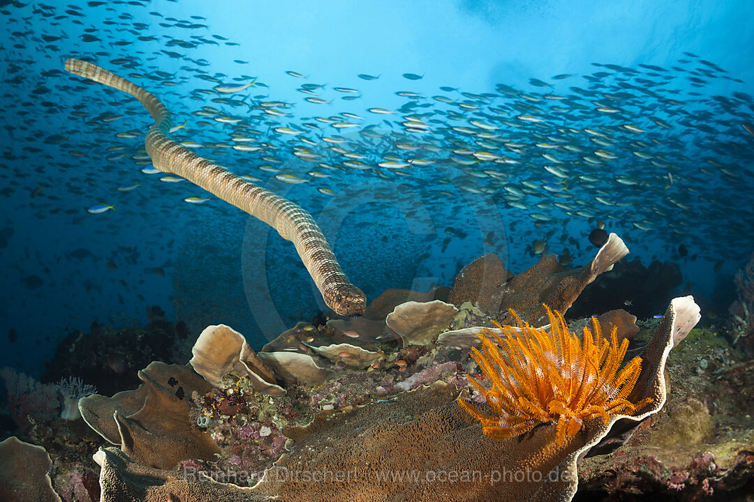 Plattschwanz-Seeschlange, Laticauda semifasciata, Manuk Island, Banda See, Indonesien