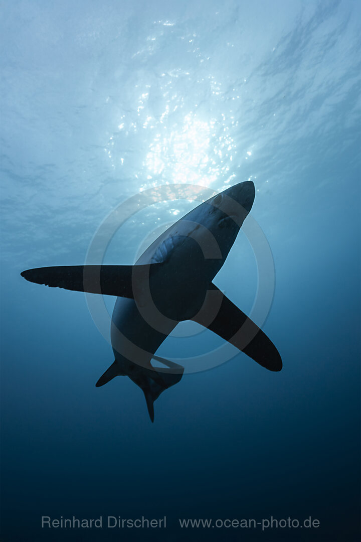 Pelagischer Drescherhai, Pazifischer Fuchshai, Alopias pelagicus, Malalpascua Island, Cebu, Philippinen