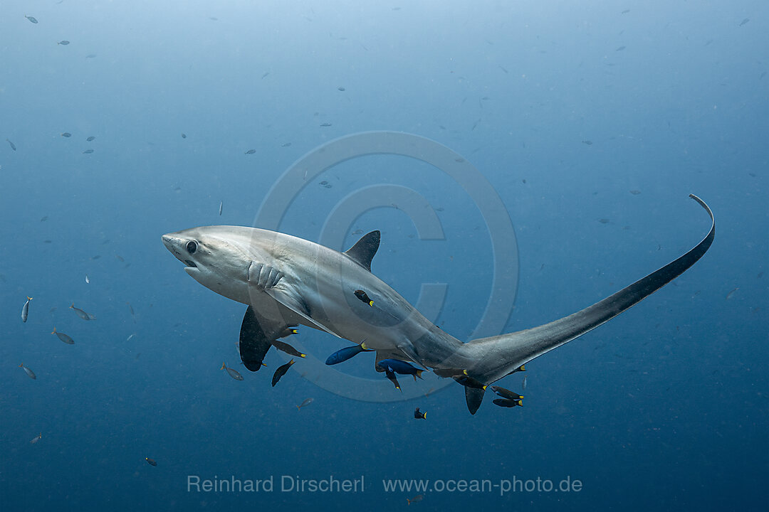Pelagischer Drescherhai, Pazifischer Fuchshai, Alopias pelagicus, Malalpascua Island, Cebu, Philippinen