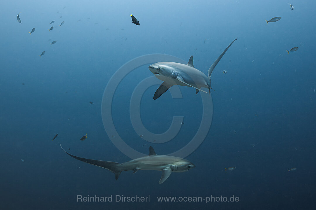 Pelagischer Drescherhai, Pazifischer Fuchshai, Alopias pelagicus, Malalpascua Island, Cebu, Philippinen