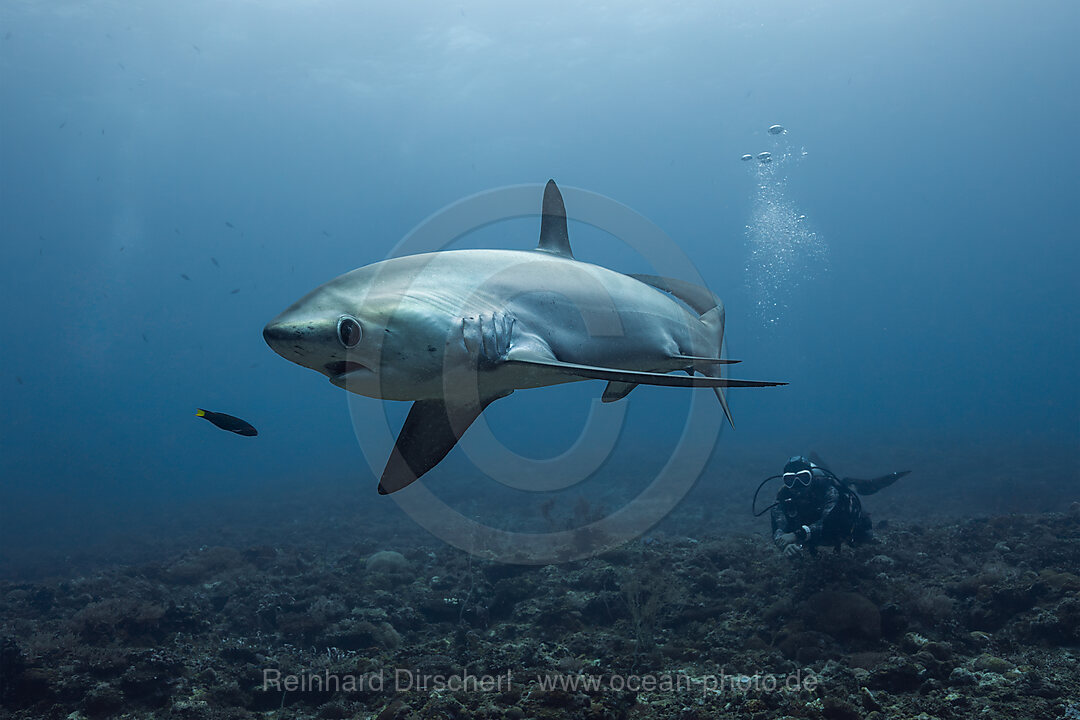 Pelagischer Drescherhai, Pazifischer Fuchshai, Alopias pelagicus, Malalpascua Island, Cebu, Philippinen