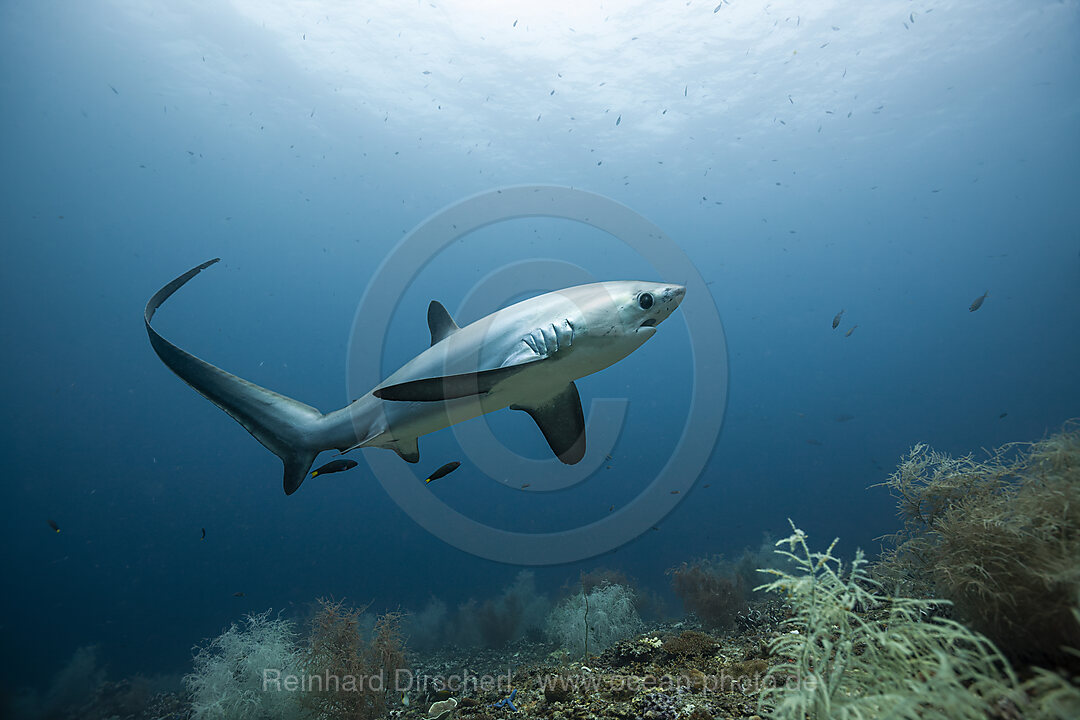 Pelagischer Drescherhai, Pazifischer Fuchshai, Alopias pelagicus, Malalpascua Island, Cebu, Philippinen