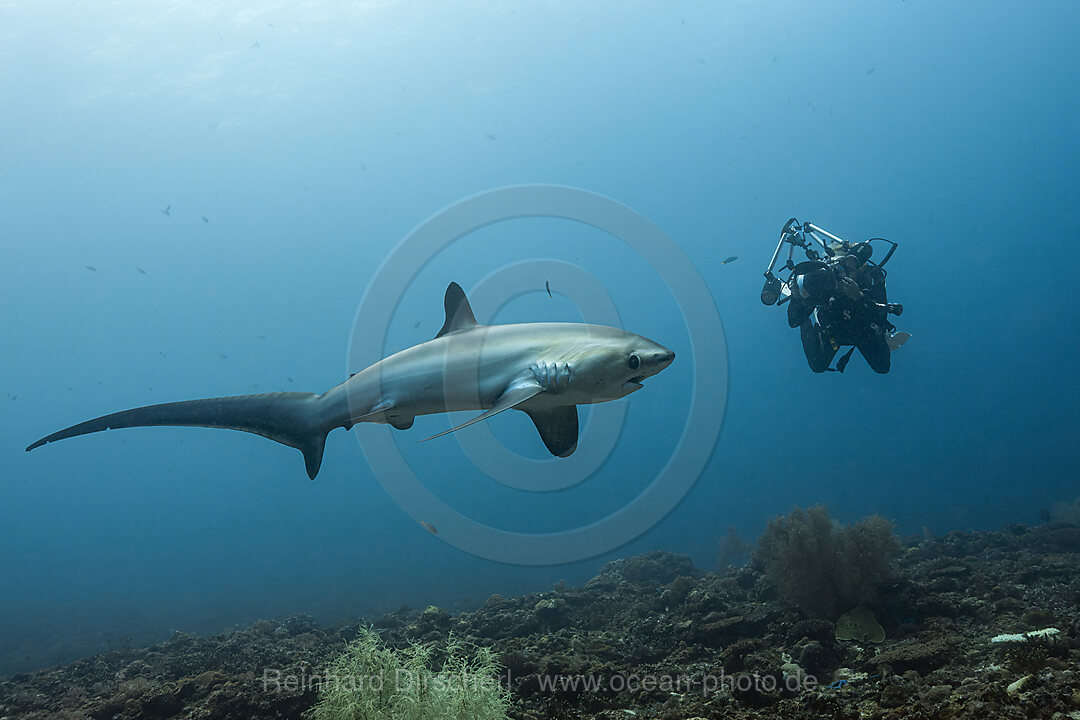 Pelagischer Drescherhai, Pazifischer Fuchshai, Alopias pelagicus, Malalpascua Island, Cebu, Philippinen