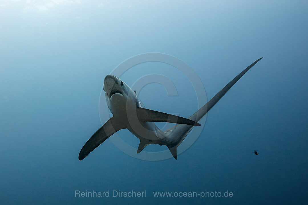 Pelagischer Drescherhai, Pazifischer Fuchshai, Alopias pelagicus, Malalpascua Island, Cebu, Philippinen