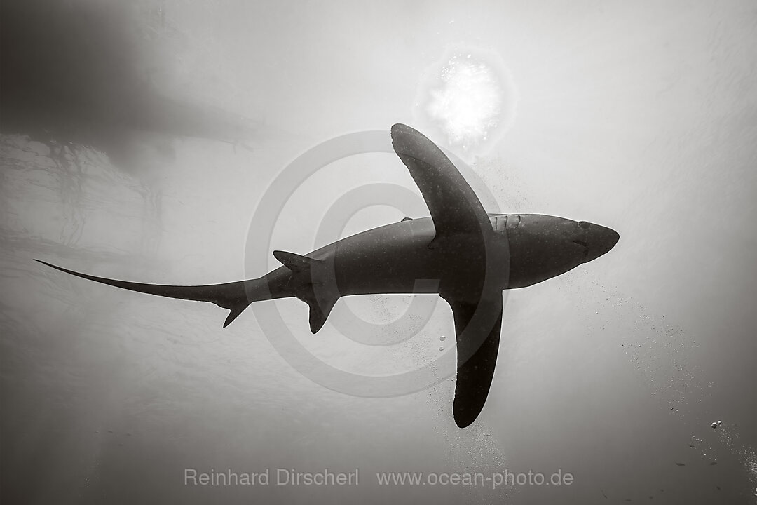 Pelagischer Drescherhai, Pazifischer Fuchshai, Alopias pelagicus, Malalpascua Island, Cebu, Philippinen