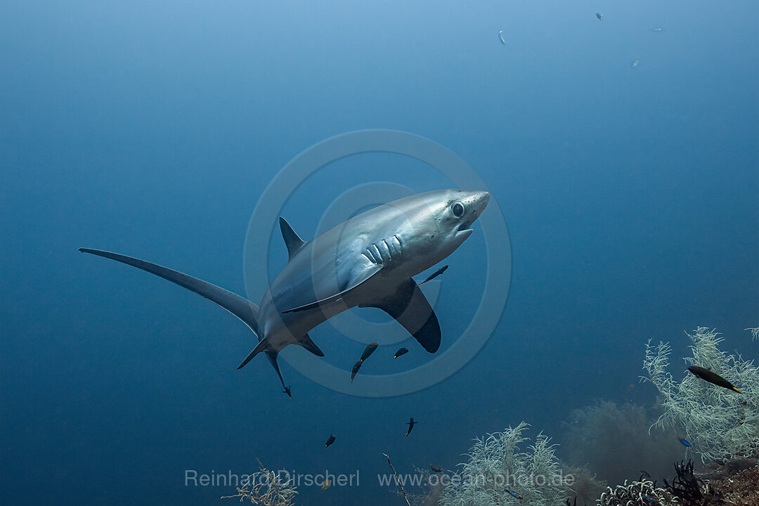 Pelagischer Drescherhai, Pazifischer Fuchshai, Alopias pelagicus, Malalpascua Island, Cebu, Philippinen