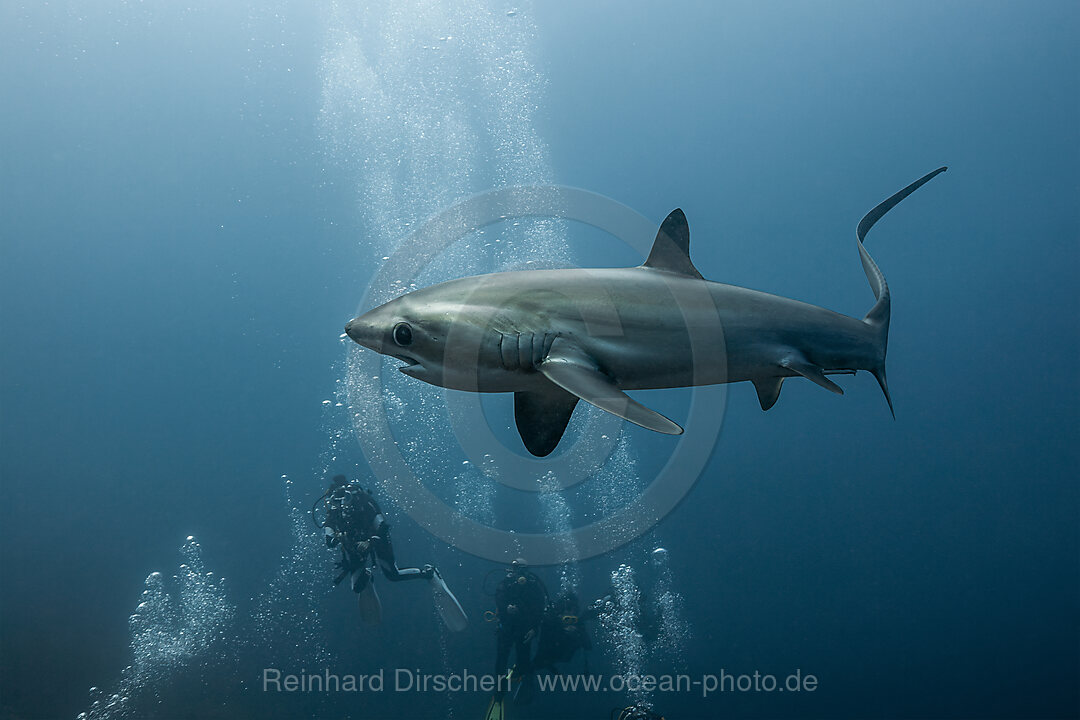 Pelagischer Drescherhai, Pazifischer Fuchshai, Alopias pelagicus, Malalpascua Island, Cebu, Philippinen