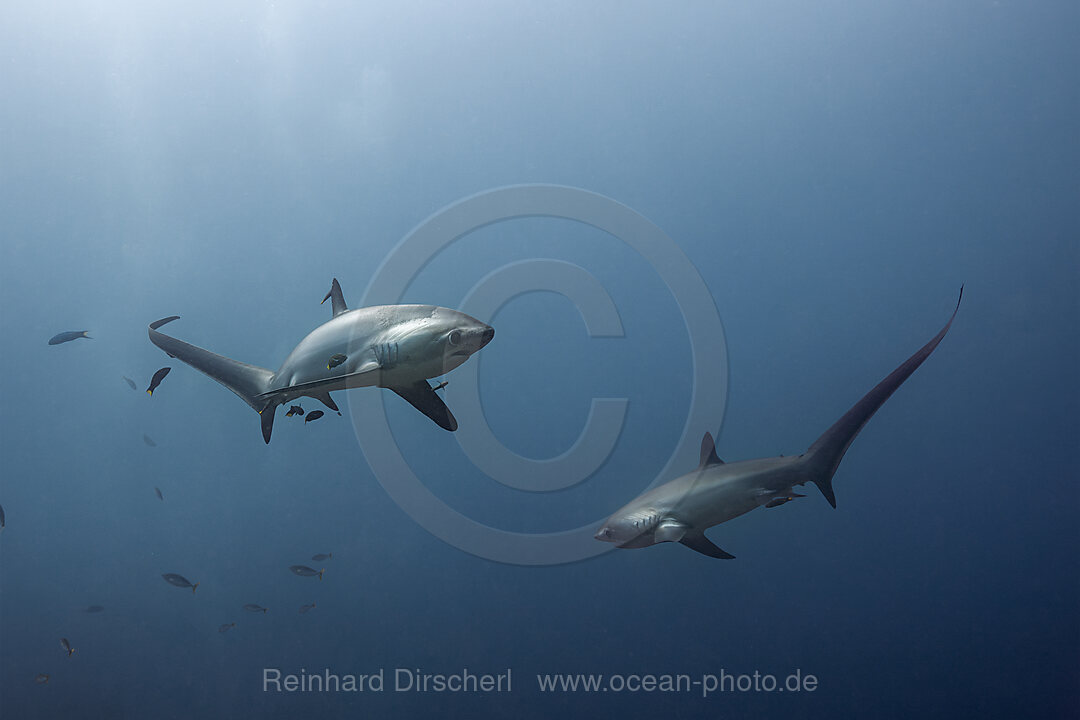 Pelagischer Drescherhai, Pazifischer Fuchshai, Alopias pelagicus, Malalpascua Island, Cebu, Philippinen