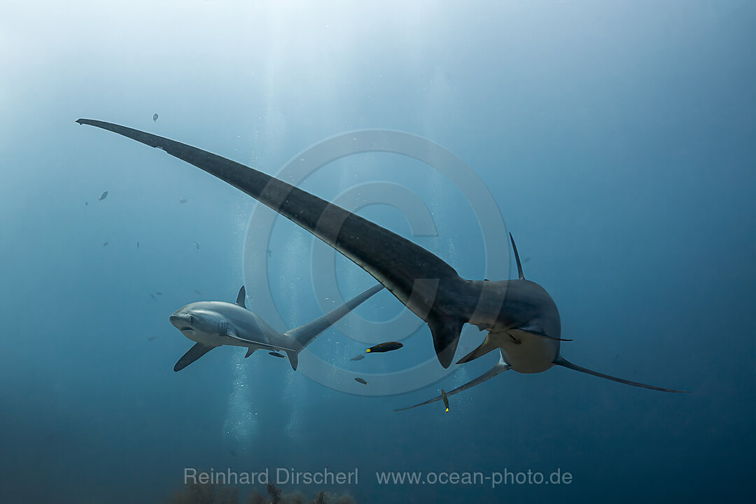 Pelagischer Drescherhai, Pazifischer Fuchshai, Alopias pelagicus, Malalpascua Island, Cebu, Philippinen