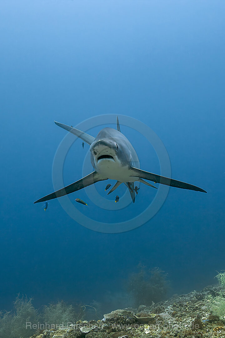 Pelagischer Drescherhai, Pazifischer Fuchshai, Alopias pelagicus, Malalpascua Island, Cebu, Philippinen