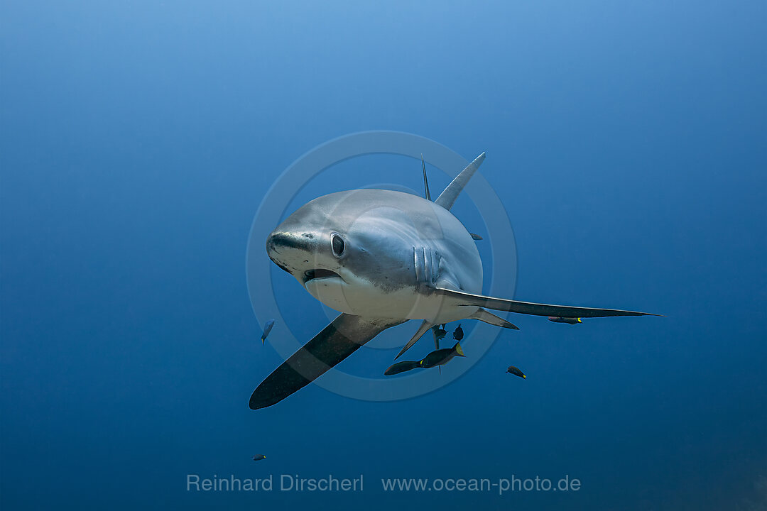 Pelagischer Drescherhai, Pazifischer Fuchshai, Alopias pelagicus, Malalpascua Island, Cebu, Philippinen
