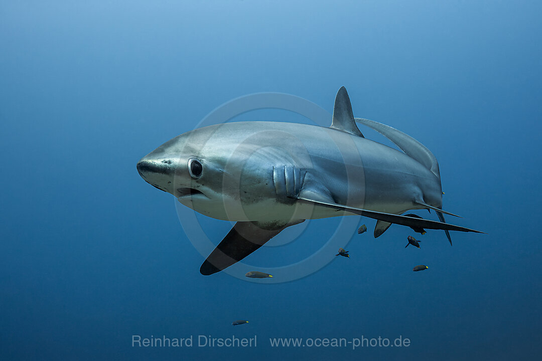 Pelagischer Drescherhai, Pazifischer Fuchshai, Alopias pelagicus, Malalpascua Island, Cebu, Philippinen