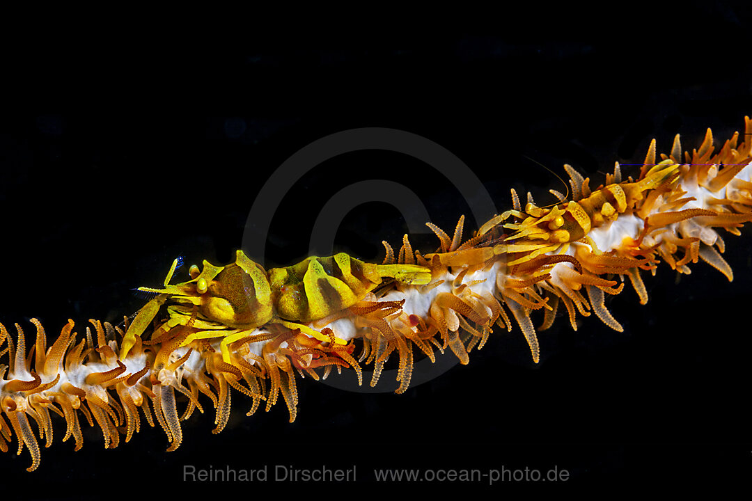 Commensal Shrimp,Whip coral, Pontonides unciger, Malalpascua Island, Cebu, Philippine Sea, Philippines