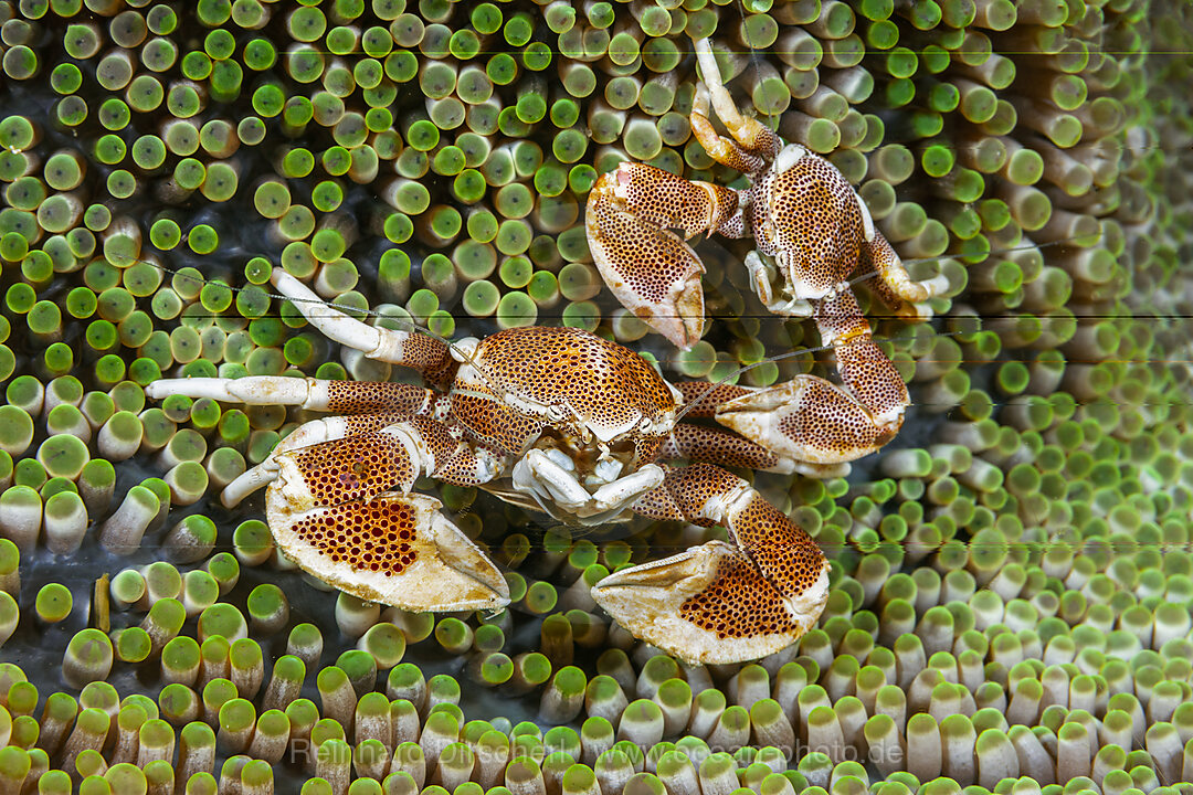 Two Porcelain Crab in Anemone, Neopetrolisthes maculatus, Malalpascua Island, Cebu, Philippine Sea, Philippines