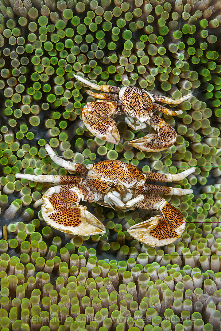 Zwei Porzellan-Krabben in Anemone, Neopetrolisthes maculatus, Malalpascua Island, Cebu, Philippinensee, Philippinen