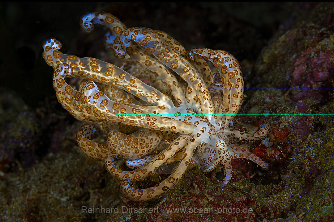 Zirren-Fadenschnecke, Phyllodesmium longicirrum, Malalpascua Island, Cebu, Philippinensee, Philippinen