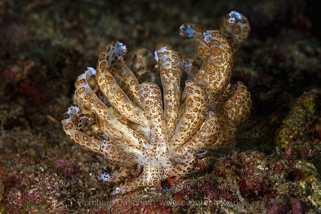 Zirren-Fadenschnecke, Phyllodesmium longicirrum, Malalpascua Island, Cebu, Philippinensee, Philippinen
