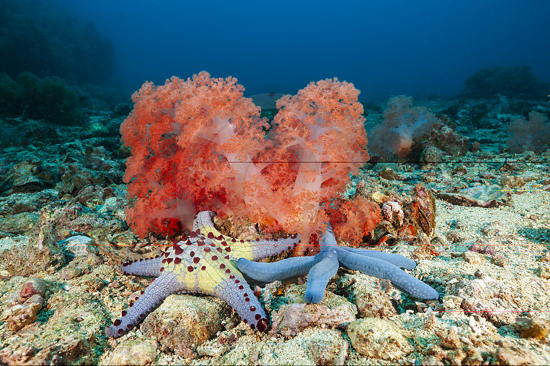 Blauer Seestern, Weichkorallen, Linckia laevigata, Malalpascua Island, Cebu, Philippinensee, Philippinen
