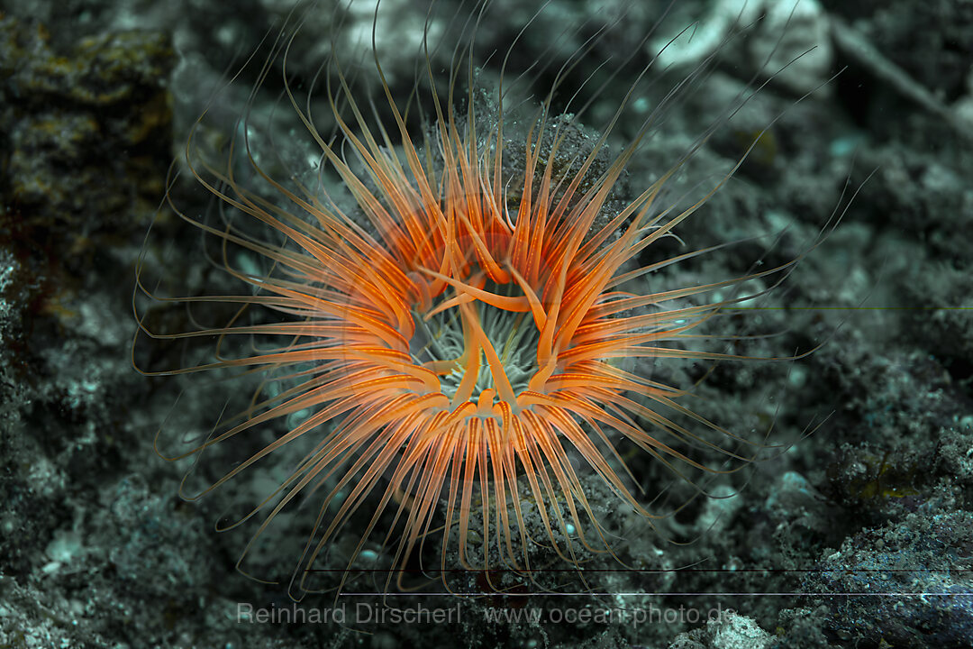 Fluoreszierende Zylinderrose, Faden-Zylinderrose, Cerianthus filiformis, Malalpascua Island, Cebu, Philippinensee, Philippinen
