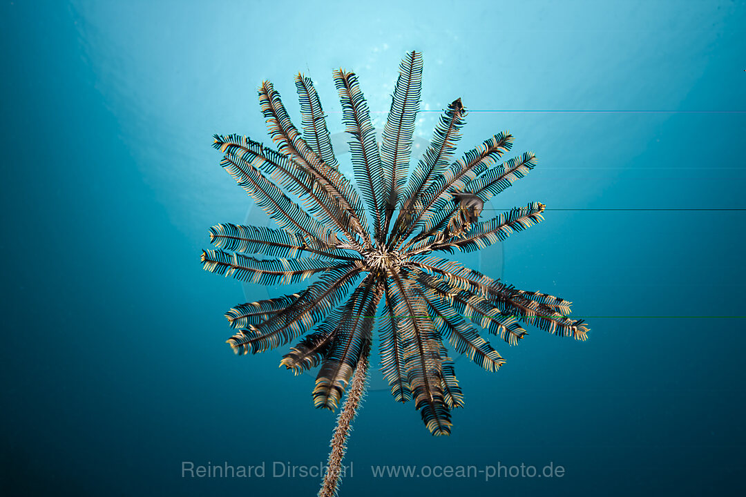 Federsterne am Riff, Comanthina schlegeli, Malalpascua Island, Cebu, Philippinensee, Philippinen